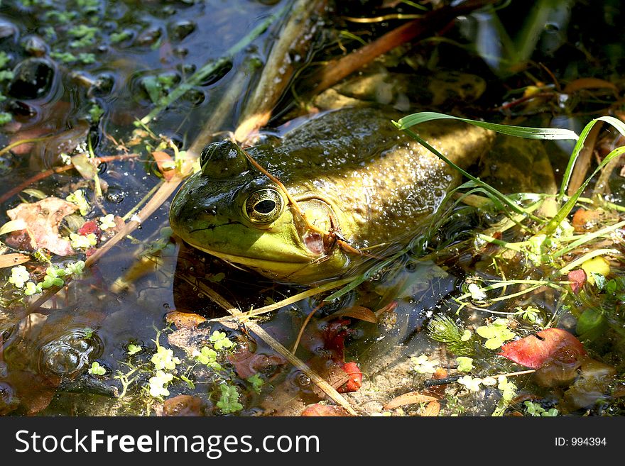 A bullfrog sits mostly submerged in a pond with dappled sunlight. A bullfrog sits mostly submerged in a pond with dappled sunlight