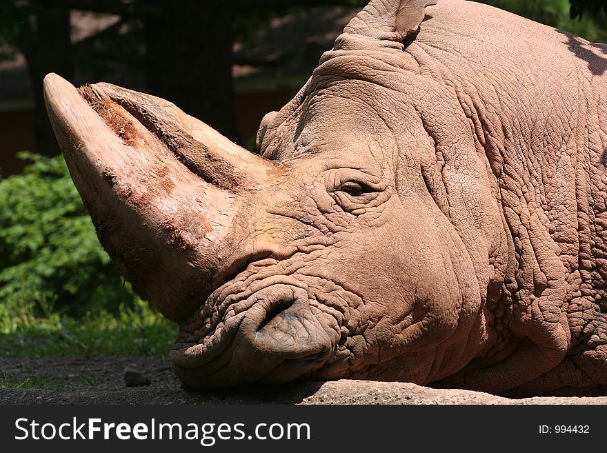 Sleepy Rhino Portrait