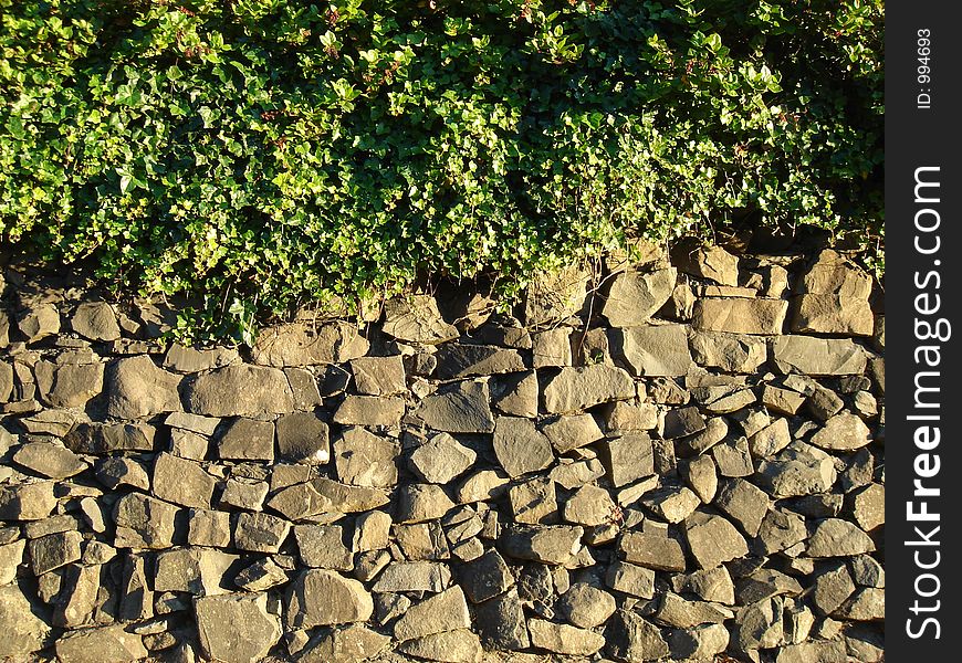 Ivy against rock wall backround