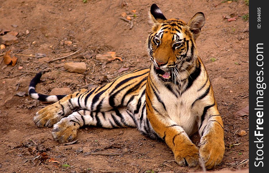 Royal Bengal Tiger 1