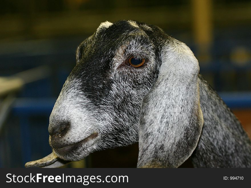 A nubian goat