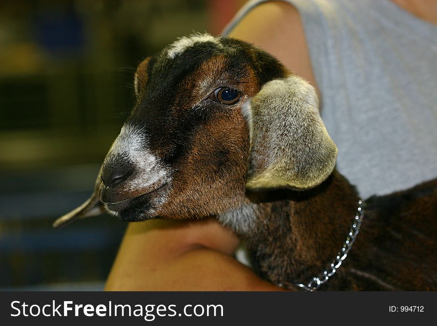 A young nubian goat