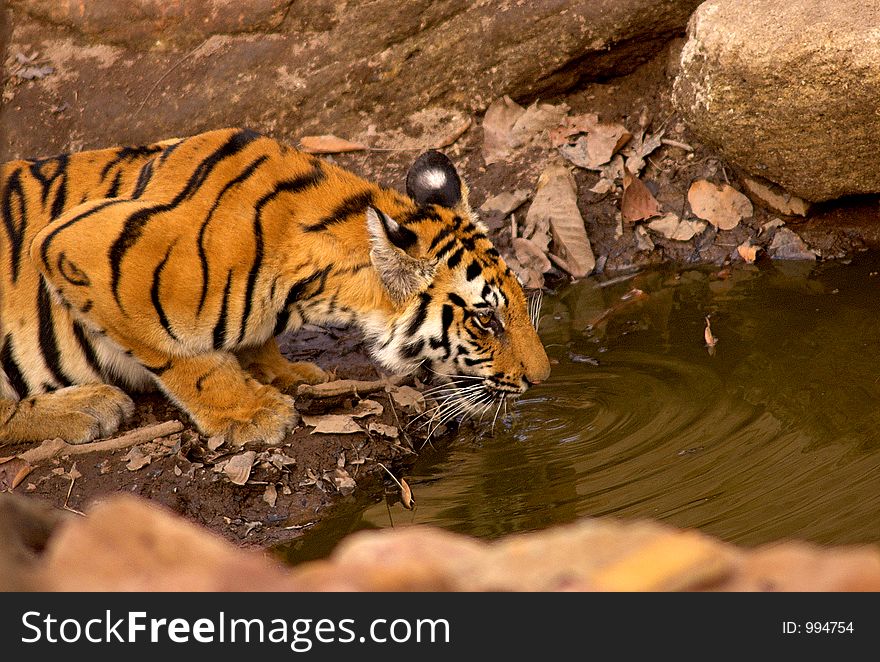 This tigress is shot in one summer eveningon a waterhole called zurzura in Bandhavgadh N.P. of India. This tigress is shot in one summer eveningon a waterhole called zurzura in Bandhavgadh N.P. of India