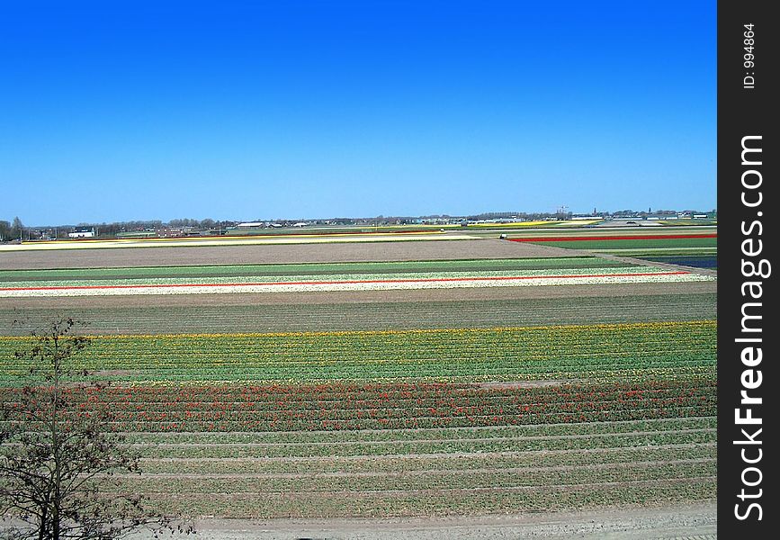 Dutch flower crops in spring