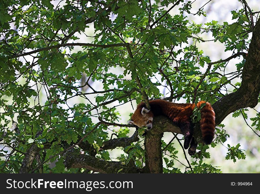 Red Panda (Ailurus fulgens) relaxing in the branches of a tree (he's not dead, honest, it was a hot day) soft focus. Red Panda (Ailurus fulgens) relaxing in the branches of a tree (he's not dead, honest, it was a hot day) soft focus.