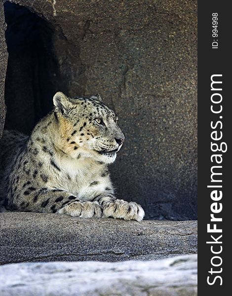 Snow leopard relaxing in his cave. Snow leopard relaxing in his cave.