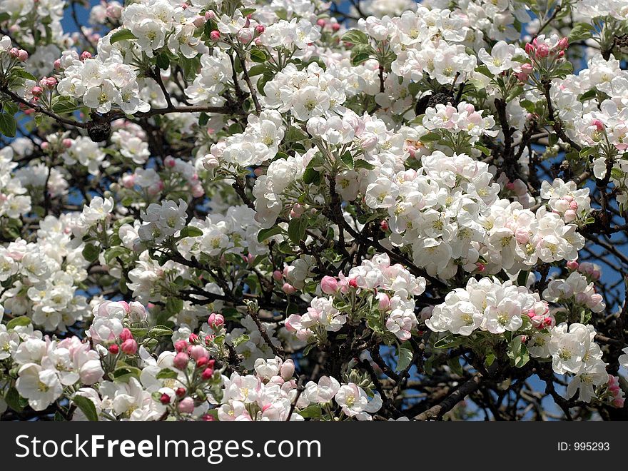 Blossoming cherry tree. Blossoming cherry tree