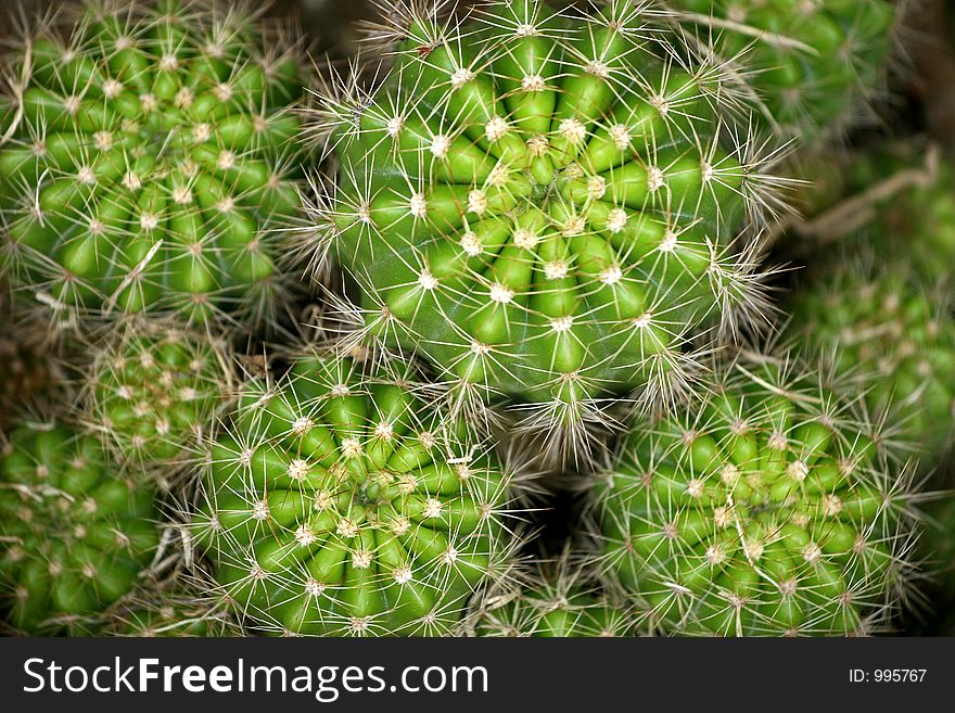 Microscopic view of cactuses