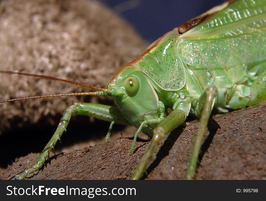 A green grasshoper