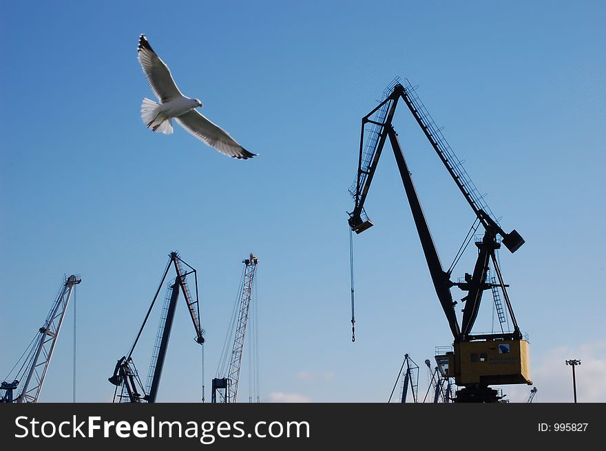 Gull flying and cranes. Gull flying and cranes