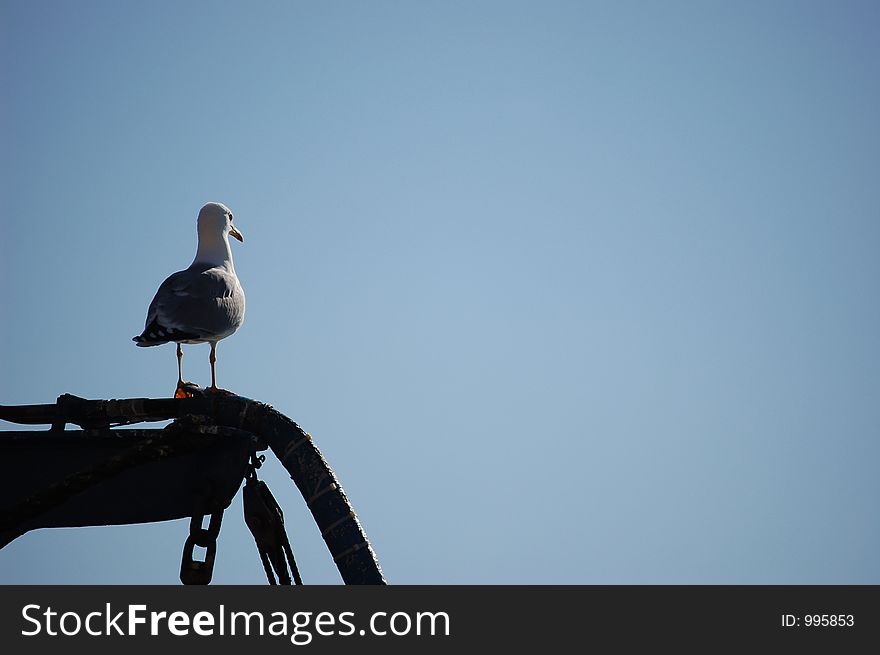 Gull watching in a boat with a blue sky