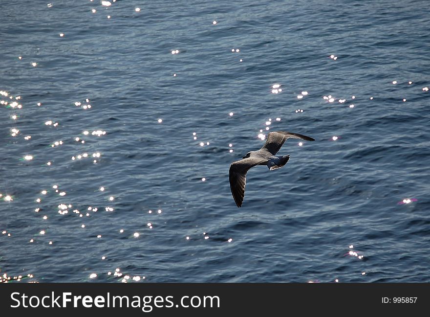 Gull flying in the sea