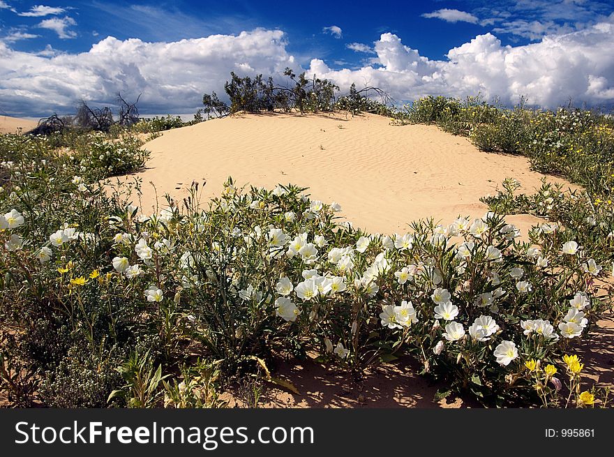 Spring Storms Bring the Desert to Bloom. Spring Storms Bring the Desert to Bloom