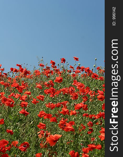 Poppies in a filed a sunny sommer day