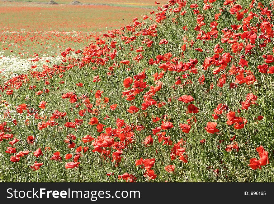 Poppies in a filed a sunny sommer day