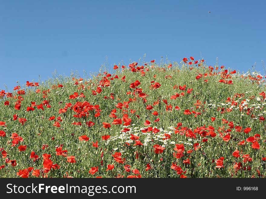 Poppies in a filed a sunny sommer day