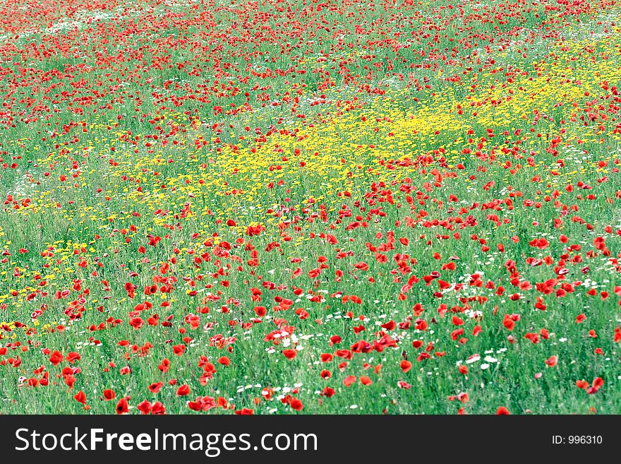 Poppies in a filed a sunny sommer day