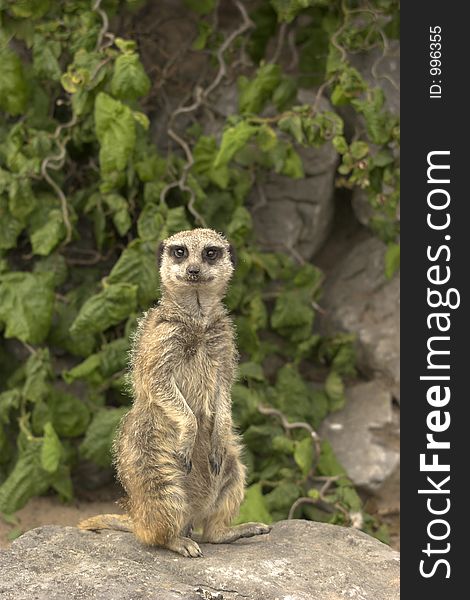 This image of a Meerkat on sentry duty was captured at Dudley Zoo, England, UK.