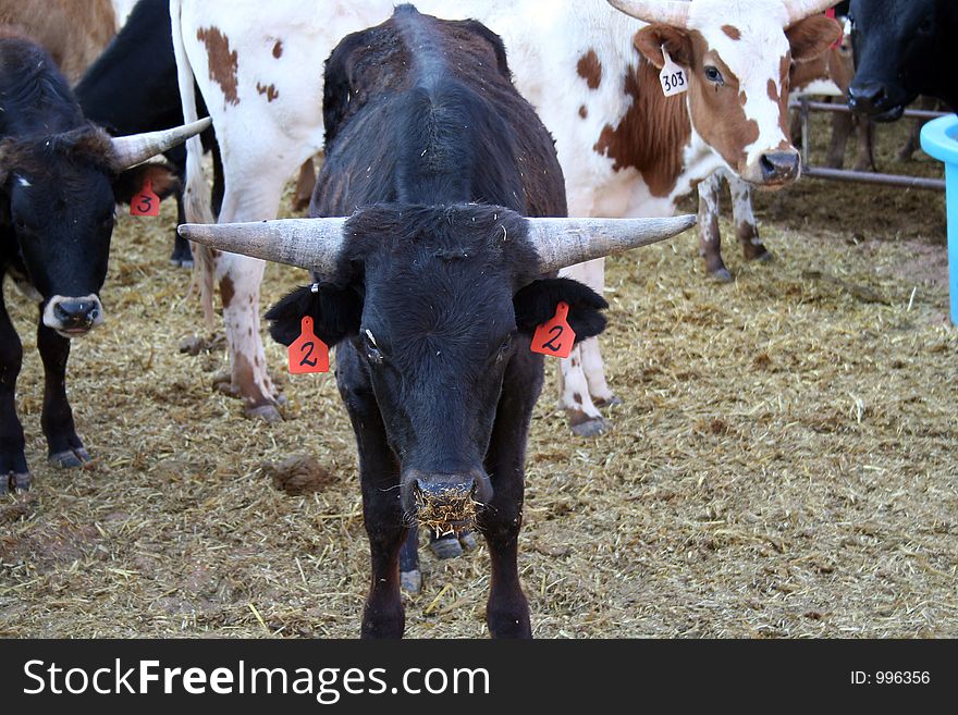 Rodeo equipment. Rodeo equipment.