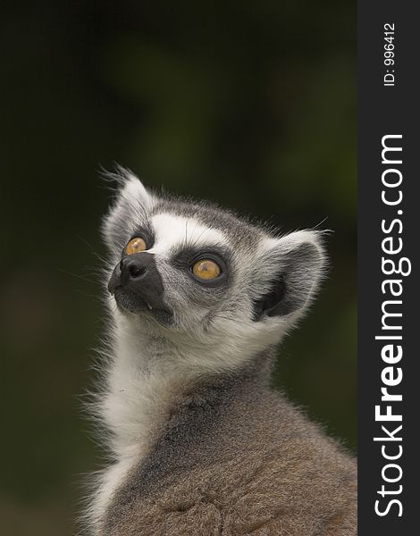 Watchful Ring-Tailed Lemur