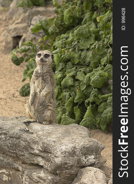 This image of a Meerkat was captured at Dudley Zoo, England, UK.