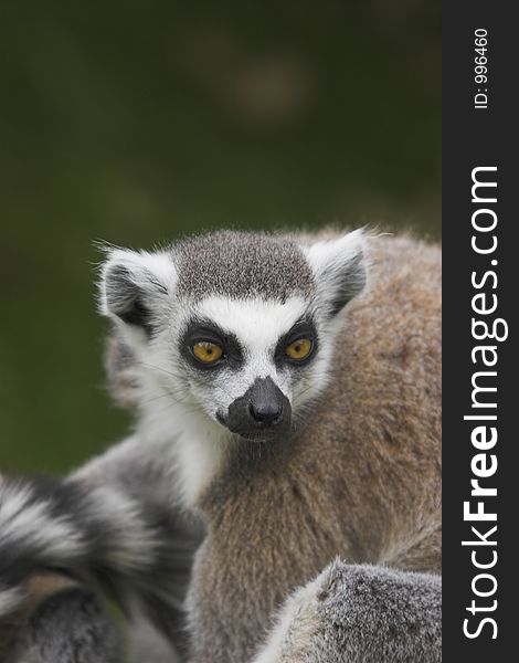 This image of a Ring-Tailed Lemur was captured at Dudley Zoo, England, UK.