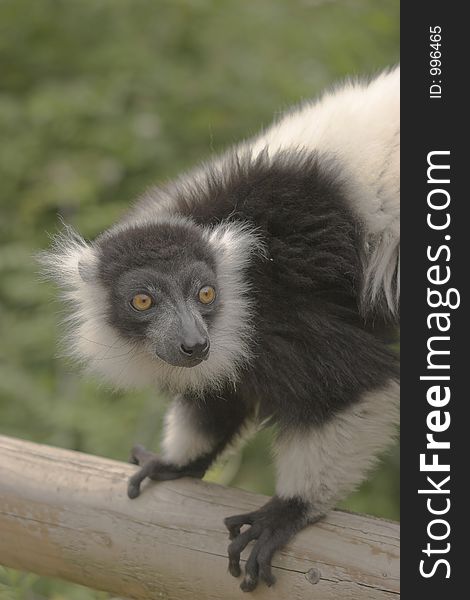 This image of a Black & White Ruffed Lemur was captured at Dudley Zoo, England, UK.