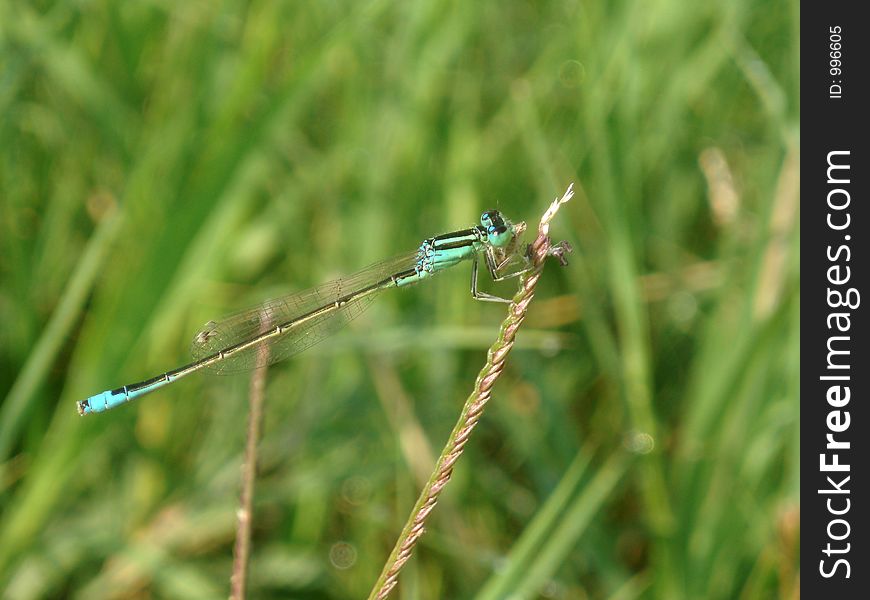 Dragonfly in meadow