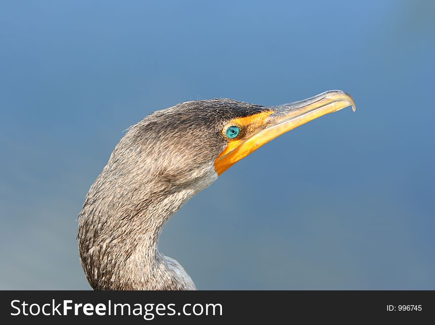 Anhinga in the Florida everglades with an almost gem-like green eye. Anhinga in the Florida everglades with an almost gem-like green eye.