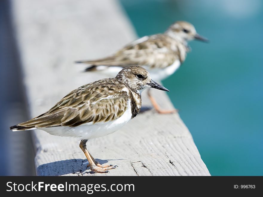 Two birds sitting on the railing of a pier by the ocean. Two birds sitting on the railing of a pier by the ocean.