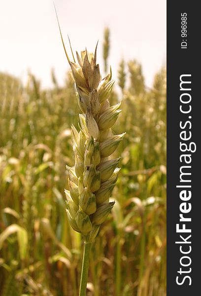 Wheat field in summer