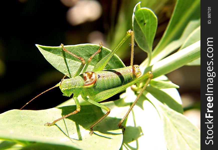 Cricket on green plant