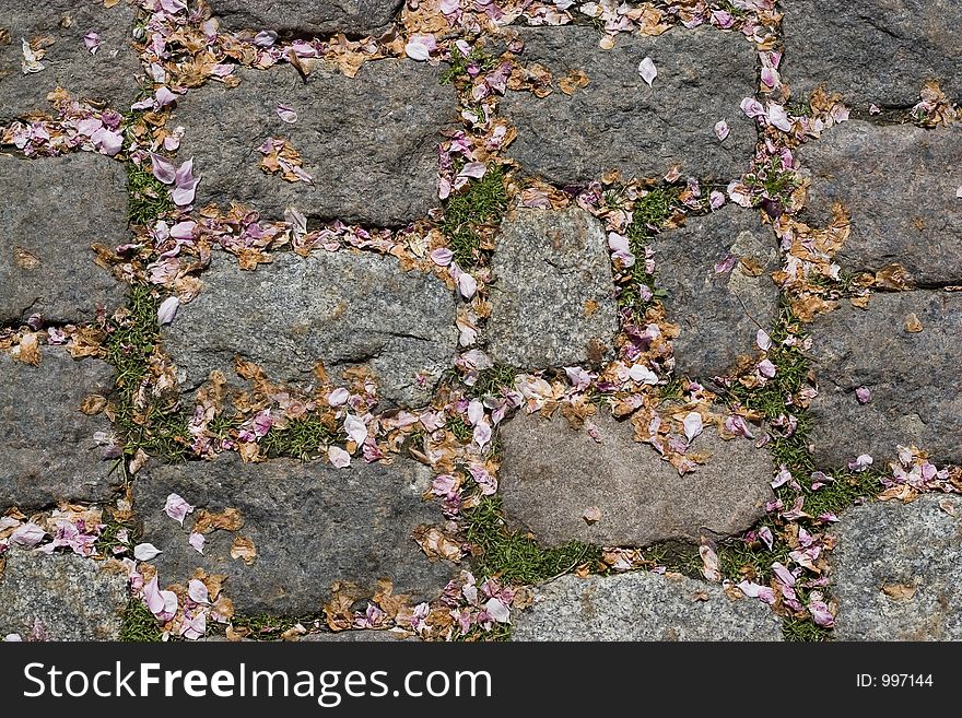 Cherry blossoms on paving stones.