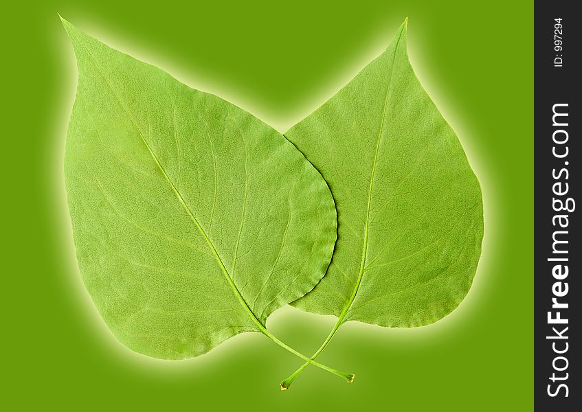 Two Leaves on green background with glow.