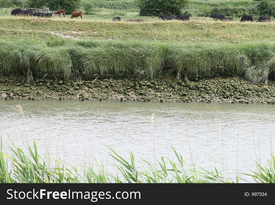 The bank of a tidal sea river on the coast. The bank of a tidal sea river on the coast