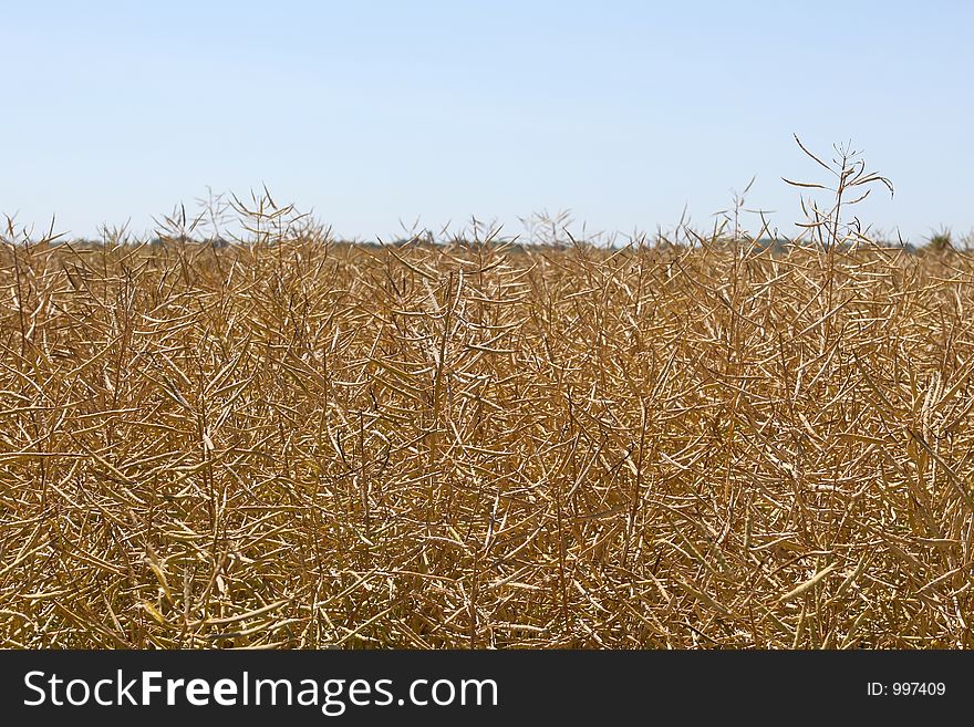 Golden corn field with copy space