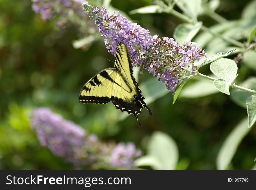 Another butterfly  feeding on a butterfly bush. Another butterfly  feeding on a butterfly bush