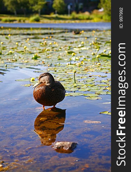 Duck standing in shallow waters. Duck standing in shallow waters