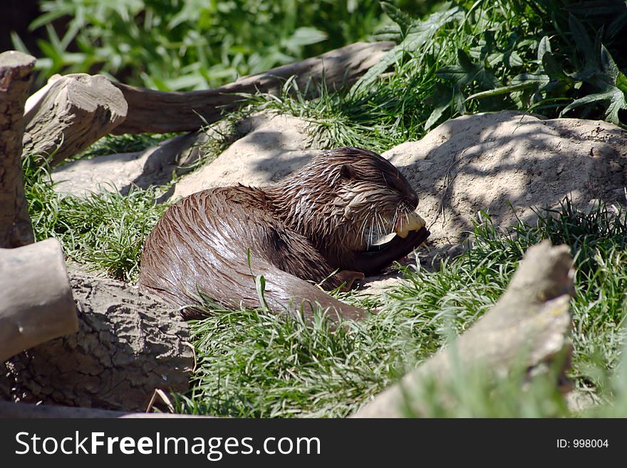 A single Otter feeding. A single Otter feeding