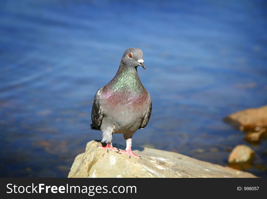 Pigeon standing on a rock, looking for food