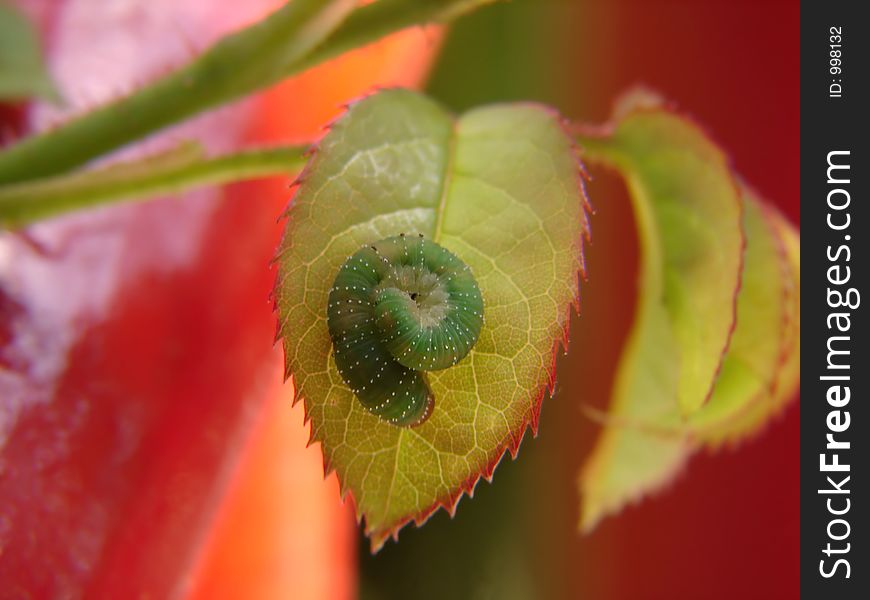 Green caterpillar on leaf
