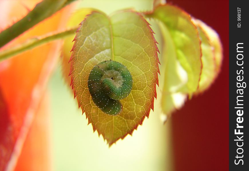 Green caterpillar on leaf