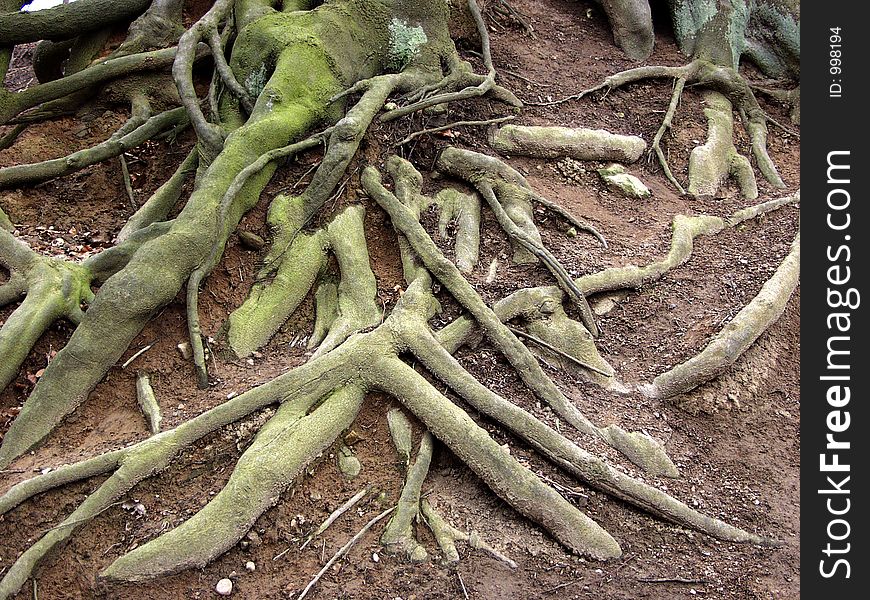Forest , closeup on roots