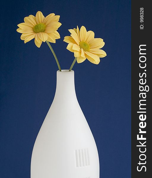 Yellow Daisy Solid Colour Background