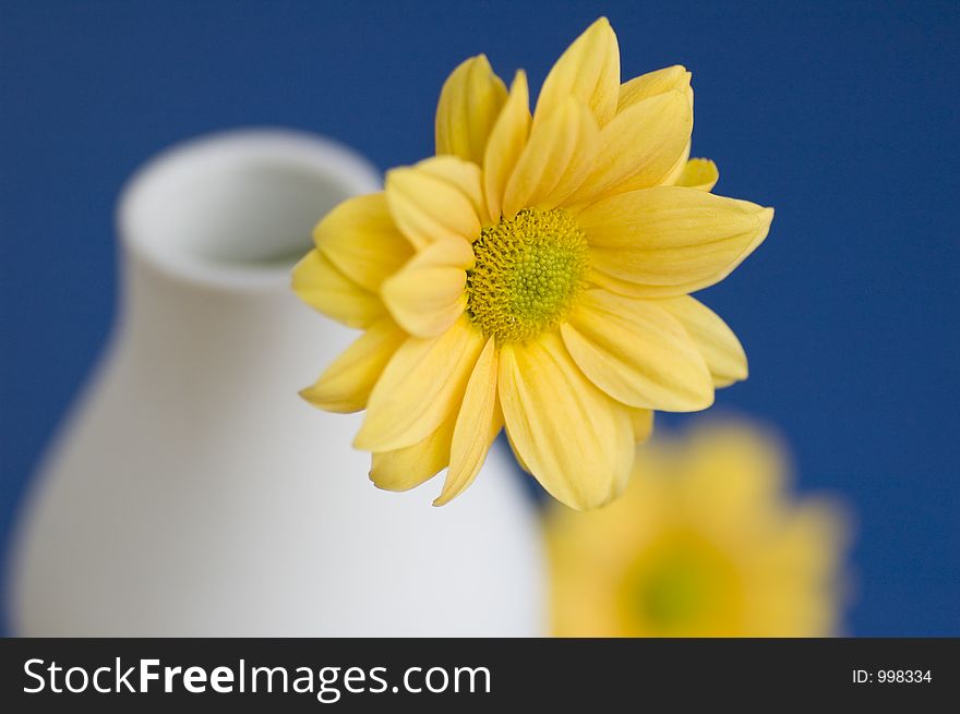 Yellow Daisy Solid Colour Background