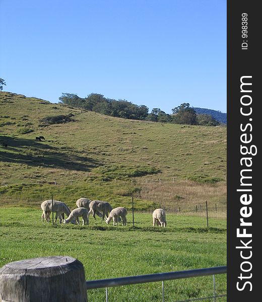 White Alpacas grazing in paddock atteh bottom of a hill on Sunny day. White Alpacas grazing in paddock atteh bottom of a hill on Sunny day