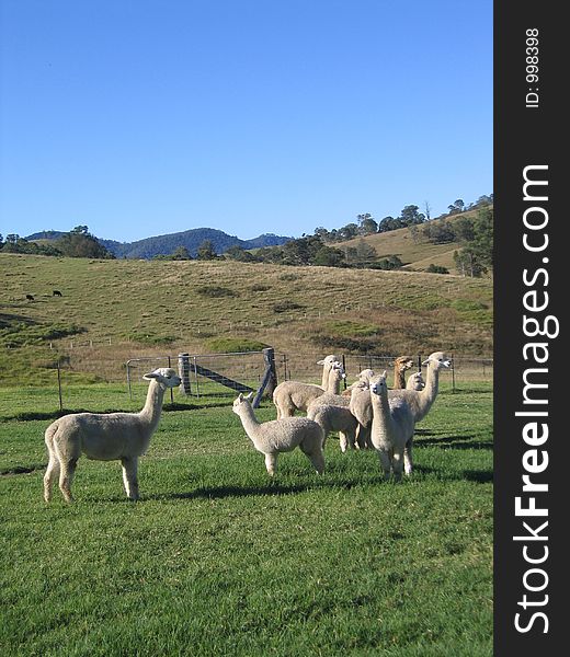 White Alpacas grazing in paddock at the bottom of a hill on Sunny day. White Alpacas grazing in paddock at the bottom of a hill on Sunny day