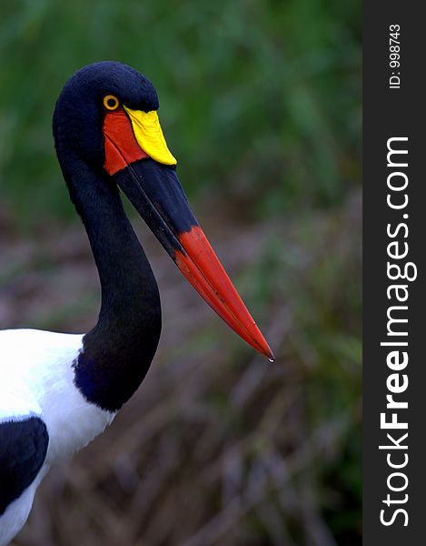 Saddle-bill Stork