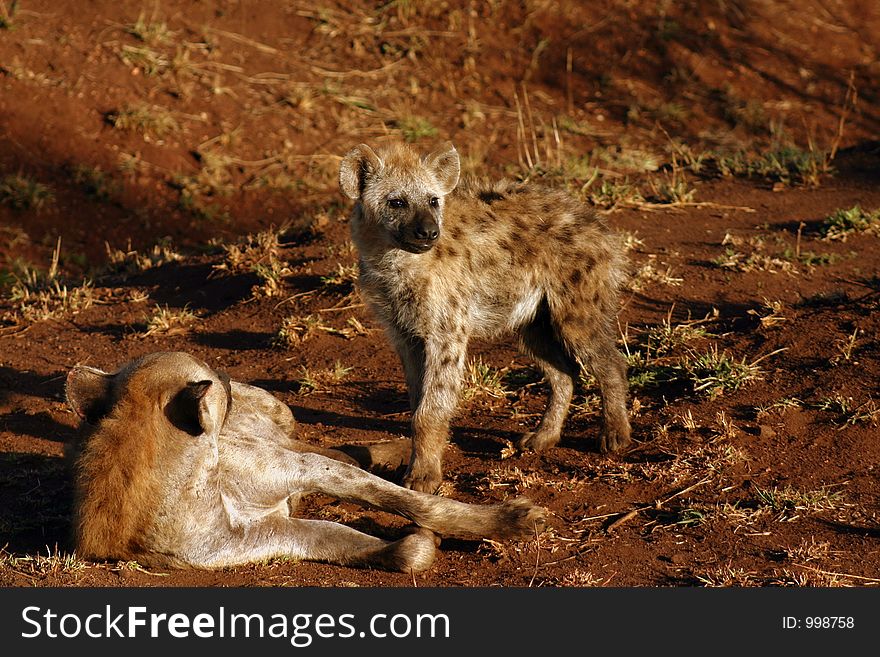 Hyena Cub with Mother outside their den near Satara, Kruger National Park