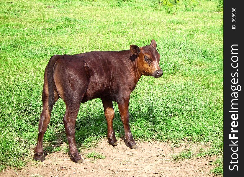 Calf in a field